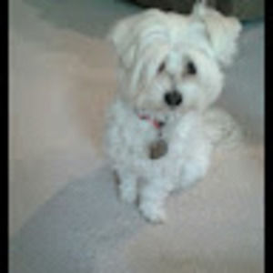 Meet your Posher, Suzanne